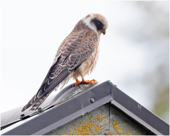 Aftonfalk (Red-footed Falcon) vid Österbua, Värö i Halland