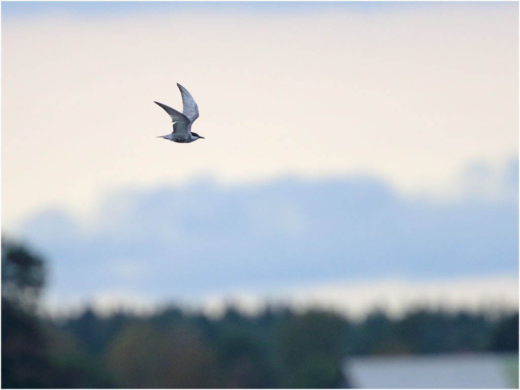 Skäggtärna (Whiskered Tern) vid Dravens naturreservat i Värnamo, Småland