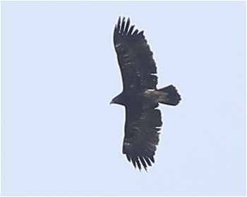 Större skrikörn (Greater Spotted Eagle) mellan Årstad och Falkenberg i Halland