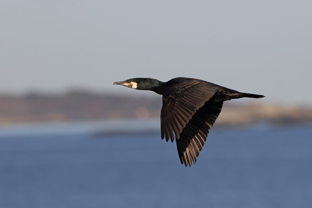 Storskarv (Great Cormorant) vid Havshuvudet, Stora Amundö utanför Göteborg
