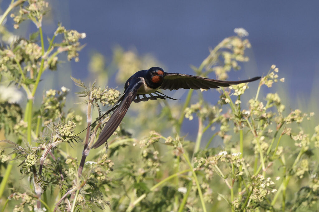 Ladusvala (Barn Swallow) vid Sebybadet