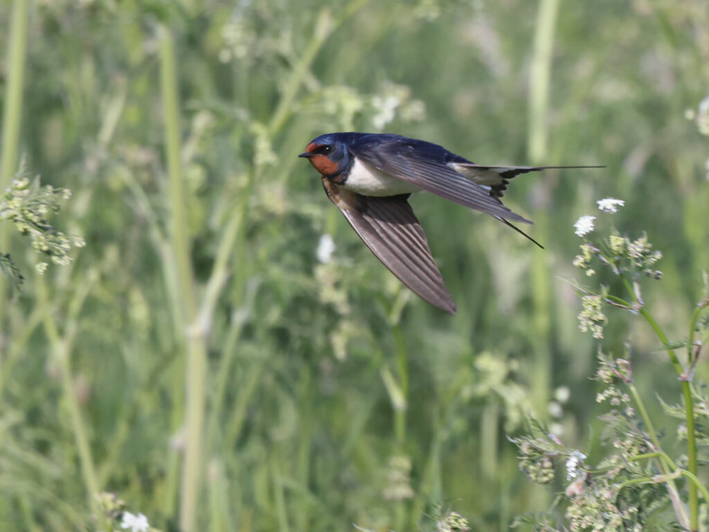 Ladusvala (Barn Swallow) vid Sebybadet, Öland