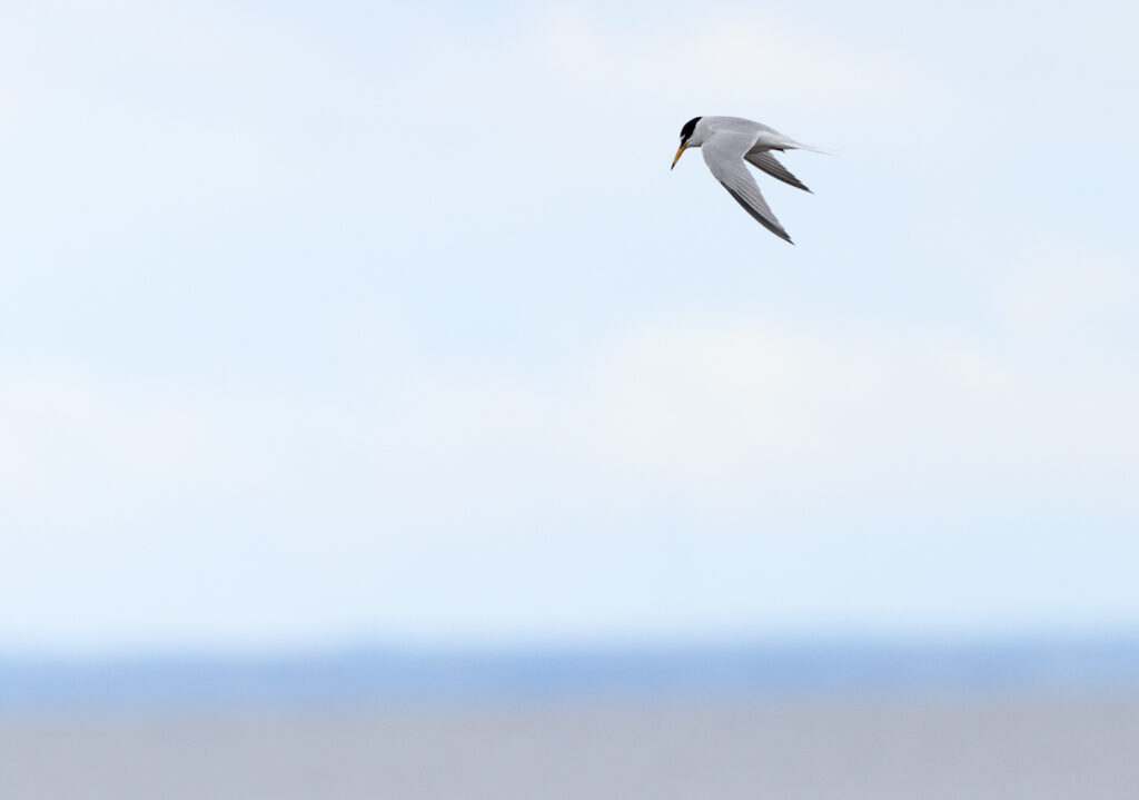 Småtärna (Little Tern) vid Ventlinge strand, Öland