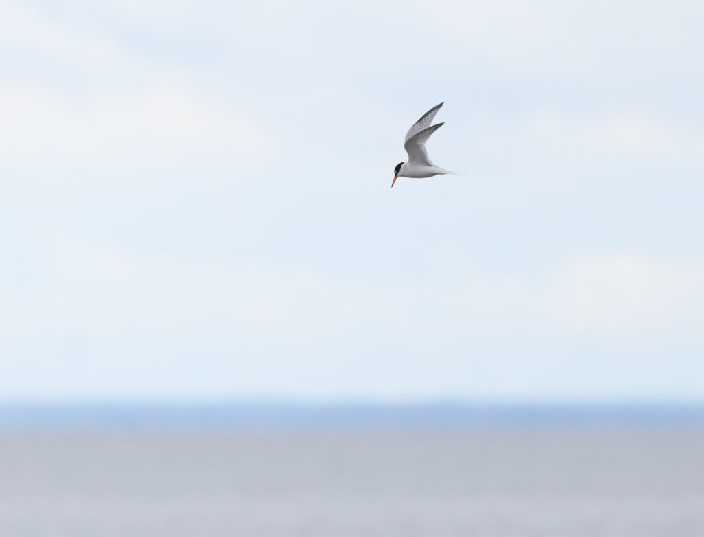 Småtärna (Little Tern) vid Ventlinge strand, Öland