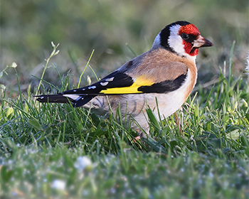 Steglits (Common Goldfinch) vid Ölands Södra Udde