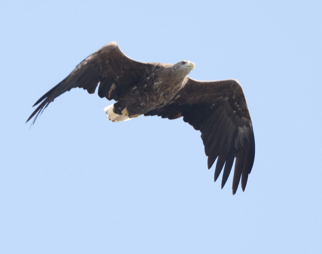 Havsörn (White-tailed Eagle) vid Falsterbo Kanal, Skåne