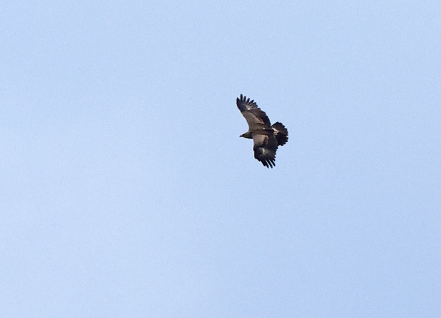 Mindre skrikörn (Lesser Spotted Eagle) vid Mönarp, Västergötland