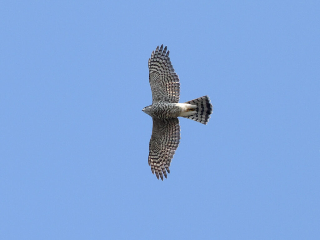 Sparvhök (Sparrowhawk) vid Falsterbo Kanal, Skåne