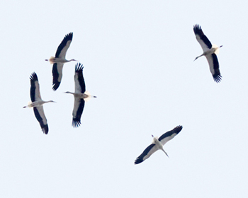 Vit stork (White Stork) vid Falsterbo Kanal, Skåne