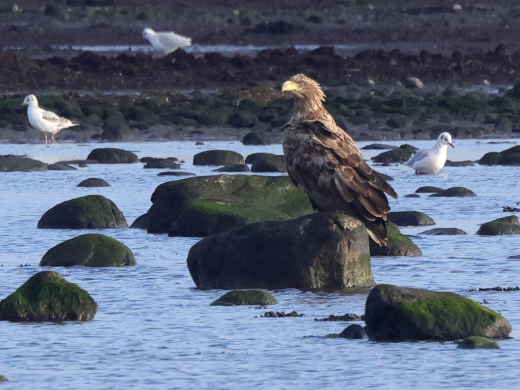 Havsörn (white-tailed Eagle) vid Gräsgårds hamn, Öland