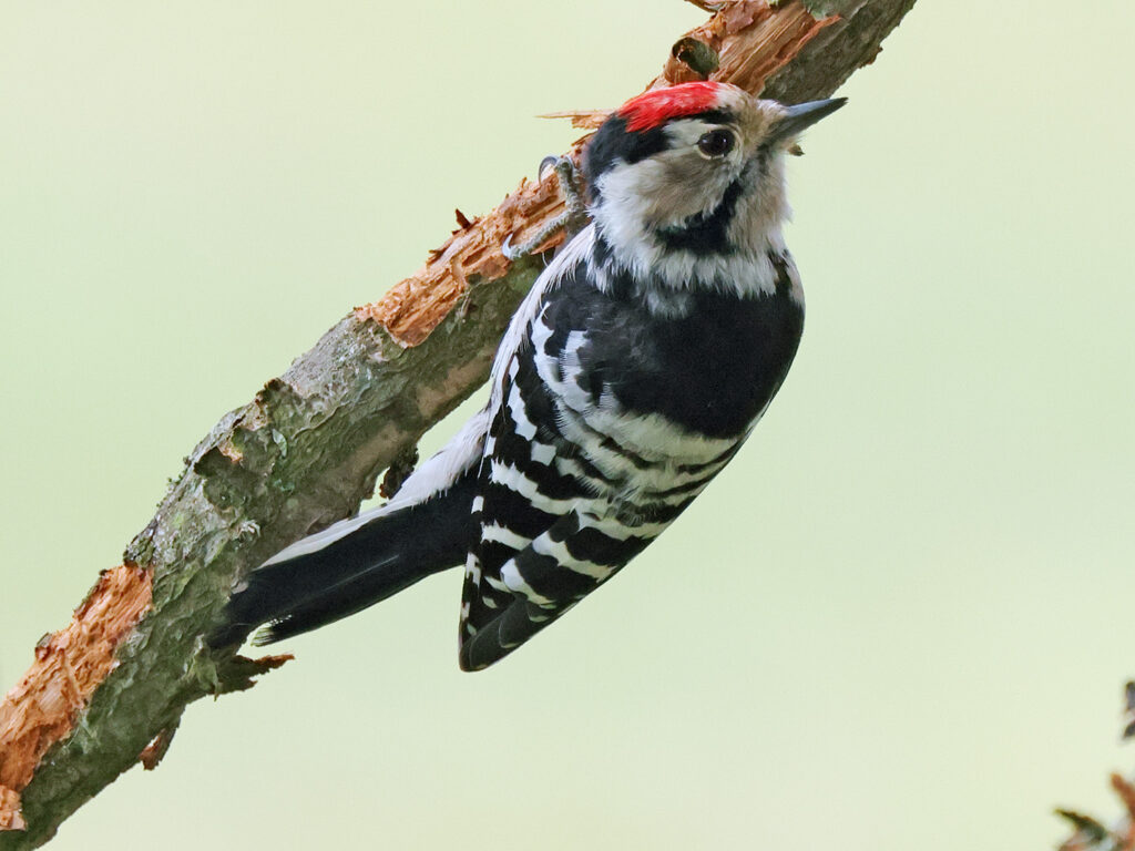 Mindre hackspett (Lesser Spotted Woodpecker) vid Södra Lunden, Ottenby, Öland