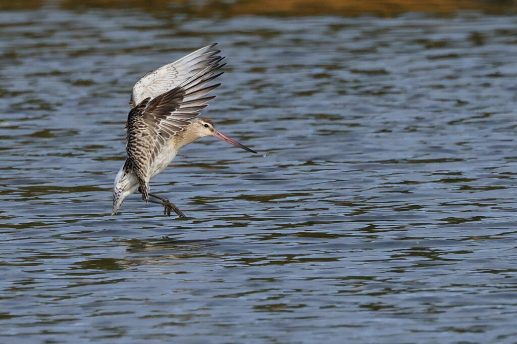 Myrspov (Bar-tailed Godwit) vid Stora Amundön söder om Göteborg