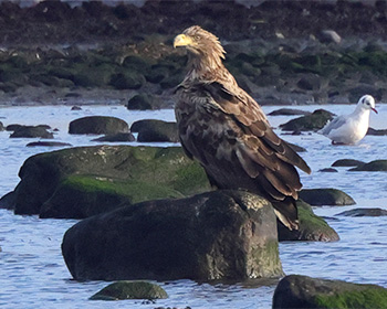 Havsörn (White-tailed Eagle) längs Fyrvägen till Ölands Södra Udde, Öland