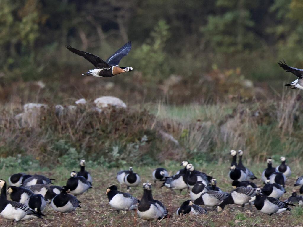 Rödhalsad gås (Red-breasted Goose) söder om Albrunna, Öland