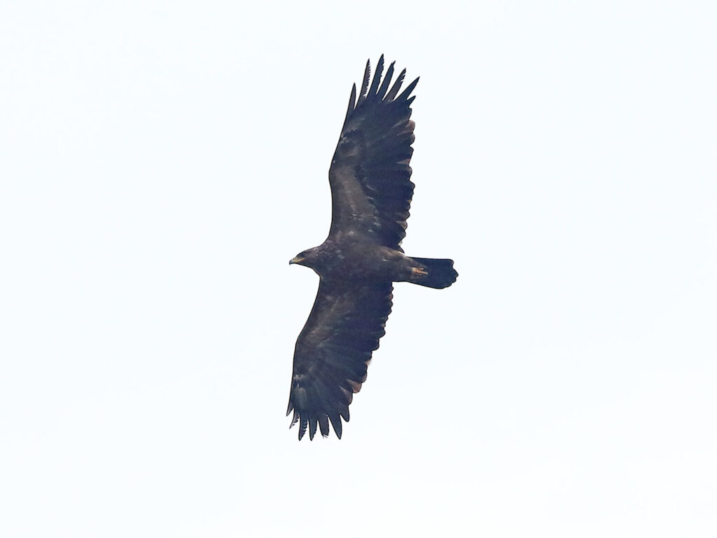 Större skrikörn (Greater Spotted Eagle) vid Ottenby, Öland