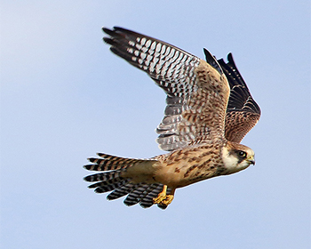 Aftonfalk (Red-footed Falcon) vid Södra Näs, Varberg