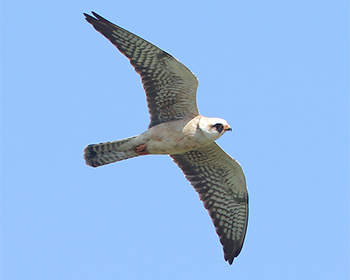 Aftonfalk (Red-footed Falcon) vid Ebbelunda, Öland