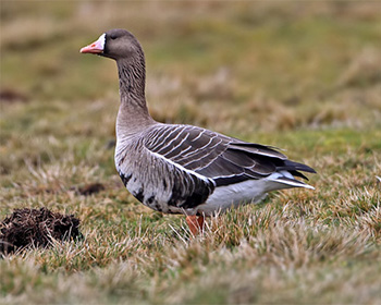 Bläsgås (White-fronted Goose)