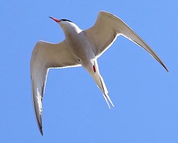Fisktärna (Common Tern)