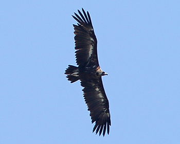 Grågam (Black Vulture)