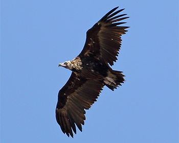 Grågam (Black Vulture)