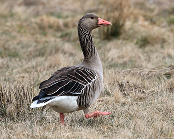 Grågås (Greylag Goose)
