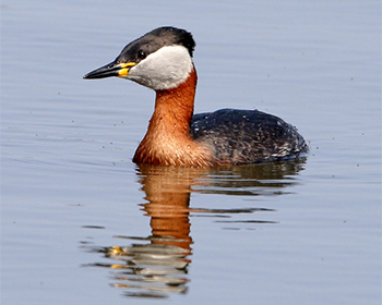 Gråhakedopping (Red-necked Grebe)