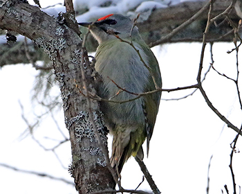 Gråspett (Grey-headed Woodpecker)