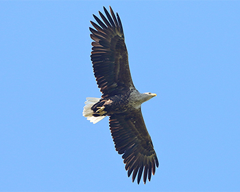 Havsörn (White-tailed Eagle) vid Ottenby, Öland