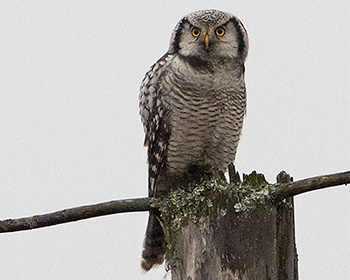 Hökuggla (Northern Hawk Owl)