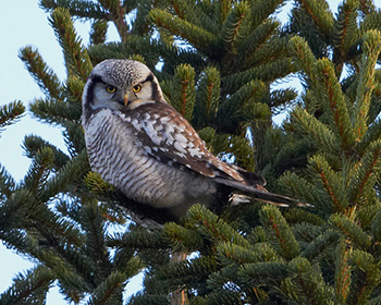 Hökuggla (Northern Hawk Owl)