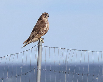 Jaktfalk (Gyr Falcon) vid Ölands Södra Udde