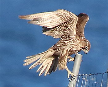 Jaktfalk (Gyr Falcon) vid Ölands Södra Udde