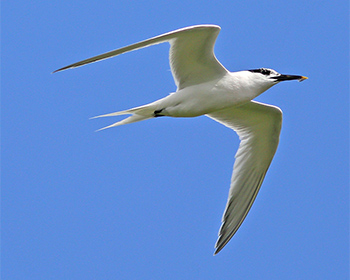 Kentsk tärna (Sandwich Tern)