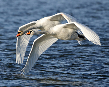 Knölsvan (Mute Swan) vid Byxelkroks hamn, Öland