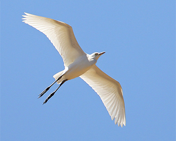 Kohäger (Cattle Egret)