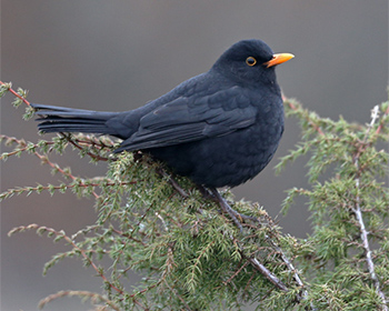 Koltrast (Blackbird)