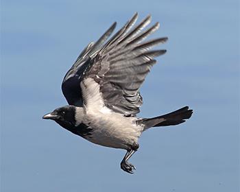 Kråka (Crow) vid Glommens Sten, Halland