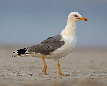 Medelhavstrut (Yellow-legged Gull)