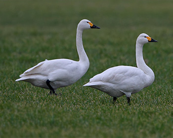 Mindre sångsvan (Tundra Swan)