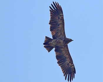 Mindre skrikörn (Lesser-spotted Eagle) vid Möckelmossen, Öland