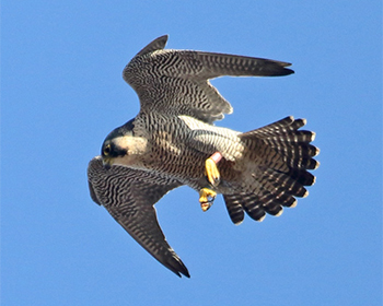 Pilgrimsfalk (Peregrine Falcon)