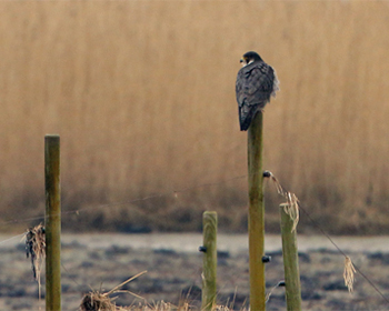 Pilgrimsfalk (Peregrine Falcon) vid Morups Tånge, Halland