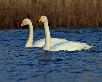 Sångsvan (Whooper Swan)
