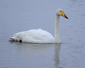 Sångsvan (Whooper Swan)