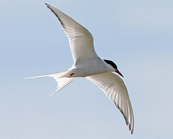 Silvertärna (Arctic Tern)