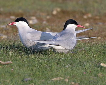 Silvertärna (Arctic Tern) längs fyrvägen Ölands Södra Udde