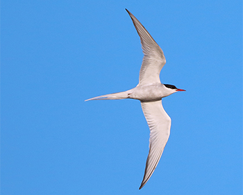Silvertärna (Arctic Tern) vid Näsbybadet, Öland