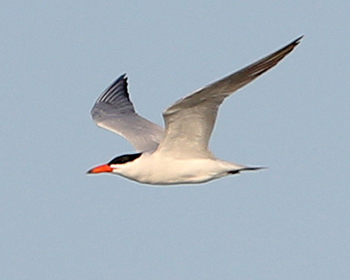 Skräntärna (Caspian Tern)