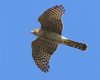 Sparvhök (Sparrowhawk) vid Kolabacken, Falsterbo